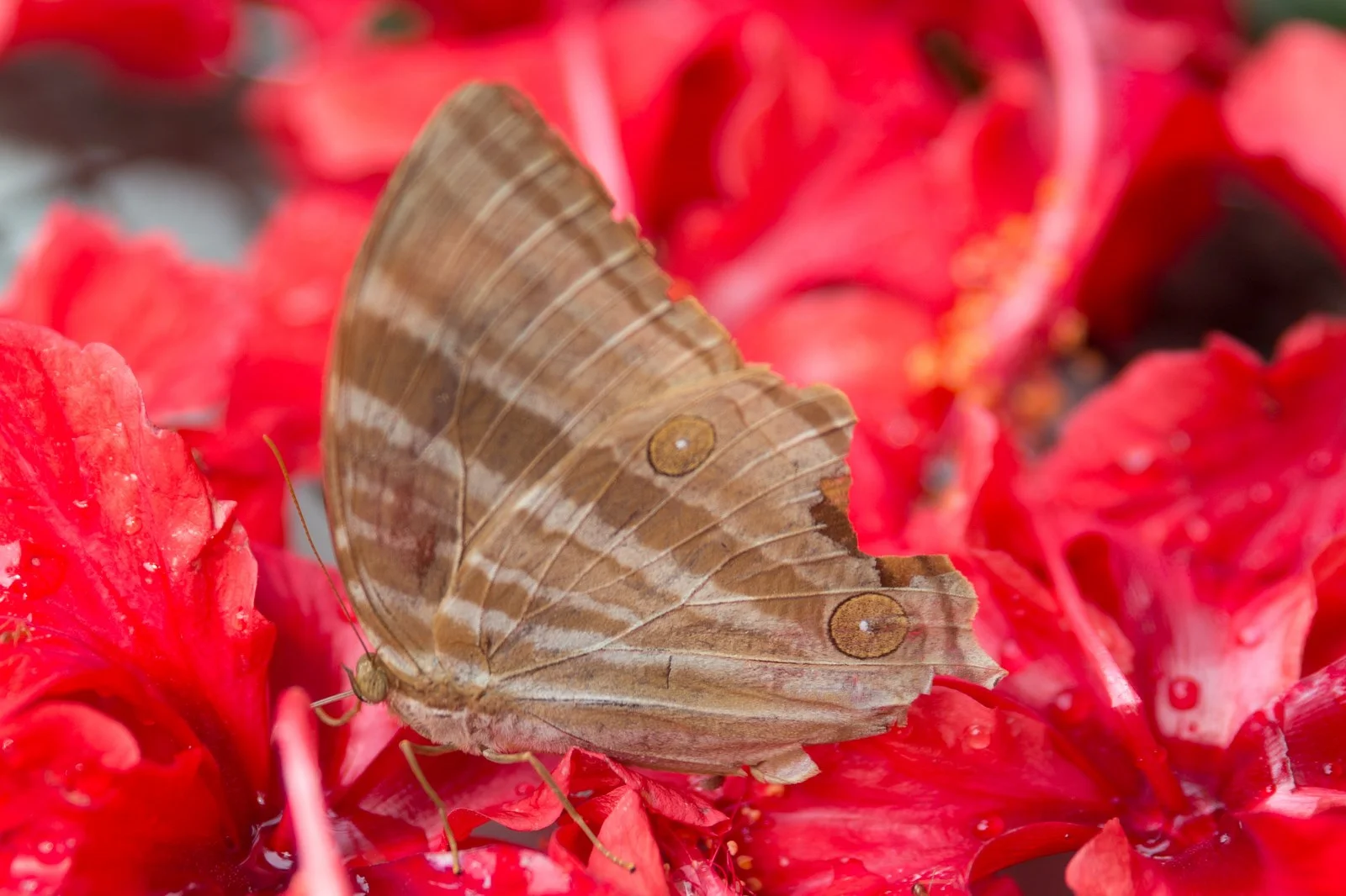 Papillons