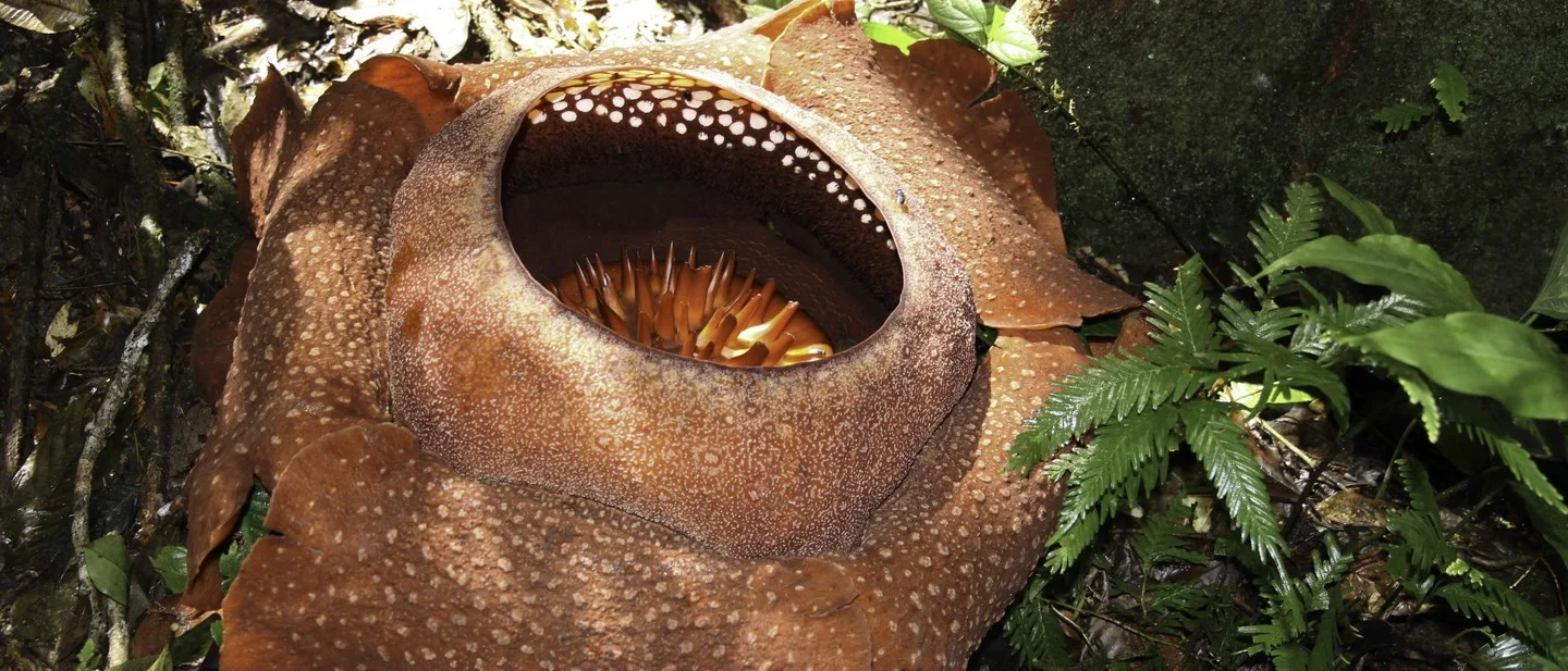 raflesia
